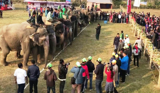 पुस १० देखि चितवनमा हात्ती महोत्सव हुने