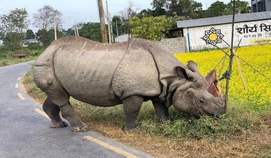 गाउँमा गैँडा पस्न थालेपछि स्थानीय त्रसित