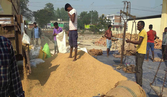 बाँकेमा लक्ष्यभन्दा निकै कम धान खरिद