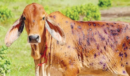 ‘लम्पी स्किन’ बाट पशुधनमा क्षति राहत कुर्दै किसान
