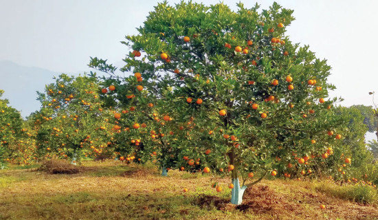 जुनार उत्पादन बढेपछि किसान दङ्ग