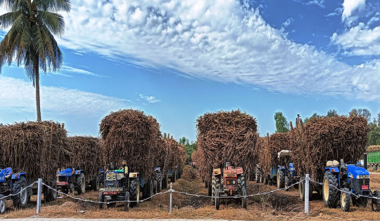 एभरेष्ट चिनी मिलमा उखु क्रसिङ सुरु