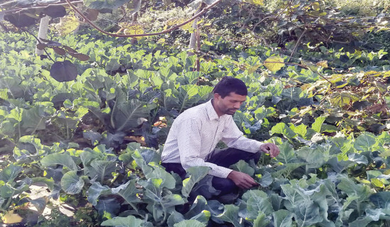 शिक्षण पेसासँगै कृषिबाट मनग्गे आम्दानी