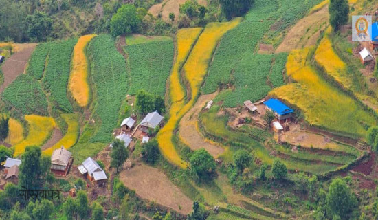 झ्याजेटोलबाट ७० लाखको तरकारी निकासी