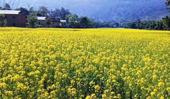 चितवनका किसान नगदेबालीतर्फ आकर्षित