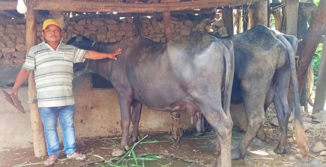 सन्तोषलाई भैंसीपालन व्यवसाय फाप्यो, मासिक लाख आम्दानी