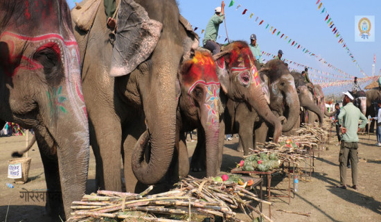 सौराहामा हात्तीको वनभोज