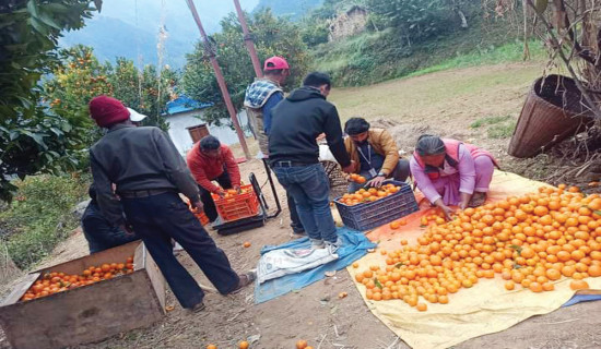 बजारीकरण गर्दै मुसीकोट