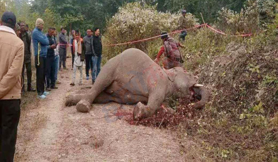 मोरङको जङ्गलमा मृत हात्ती फेला