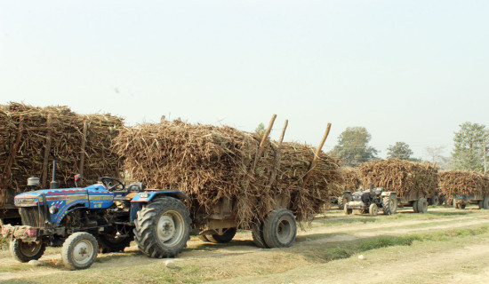 उखु किसानको सम्पूर्ण अनुदान रकम भुक्तानी