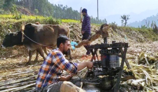 विस्थापित हुँदै उखु पेल्ने कोल