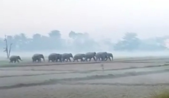 जङ्गली हात्ती बस्तीमा प्रवेश गरेपछि स्थानीय त्रसित