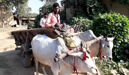 वस्तु विनिमयमा व्यापारीबाट ठगिँदै गाउँवासी