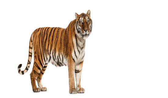 बाघको सङ्ख्यामा वृद्धि : सोमेश्वर जैविकमार्गमा १४ पाटेबाघ भेटिए