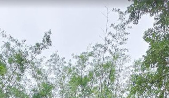 बुढासुब्बा मन्दिर परिसरमा रहेको टुप्पो विनाको बाँस संरक्षण हुँदै