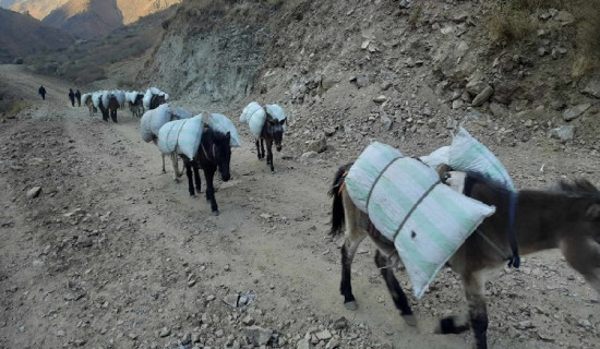 ढुवानी सस्तो भएपछि जडीबुटी निकासी पैदल मार्गबाट