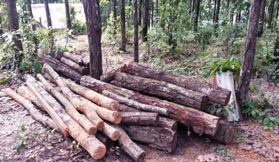 सामुदायिक वनमा काँचा सालका रुख कटानी