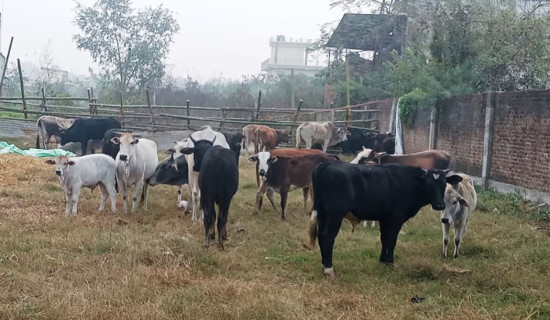 छाडा गाईगोरु व्यवस्थापन गर्दै सिद्धार्थनगर