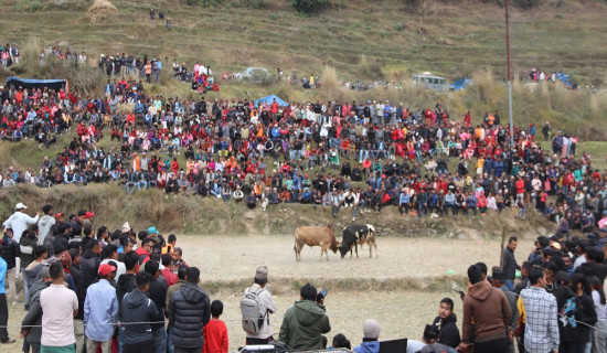 नुवाकोटको  शेराबगरमा जुध्दै गरेका गोरु