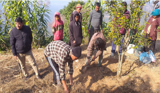 किसान सुन्तला बगैँचा व्यवस्थापनमा व्यस्त