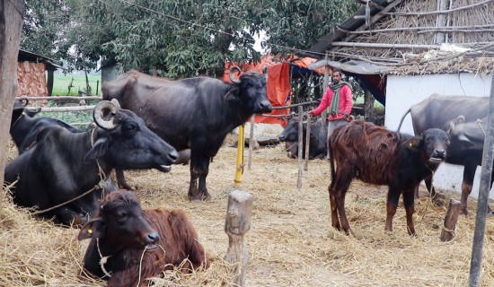 विदेशबाट फर्किएर भैँसीपालन मासिक डेढ लाख आम्दानी