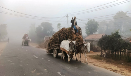 शीतलहरले चिनी मिलको उखु क्रसिङ प्रभावित