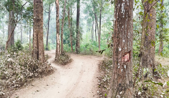 रुख नहटाइदिँदा राजमार्ग निर्माण प्रभावित