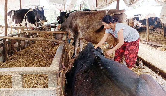 सिर्जनशील गाई फार्मबाट मनग्गे आम्दानी