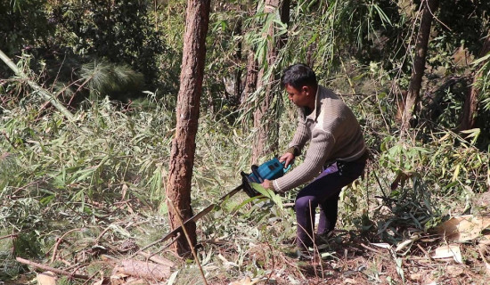 तम्घासमा बाँदरले दुःख दिएपछि रुख कटान