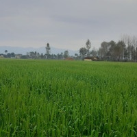 पश्चिम तराईमा वर्षा, गहुँ बालीलाई फाइदा