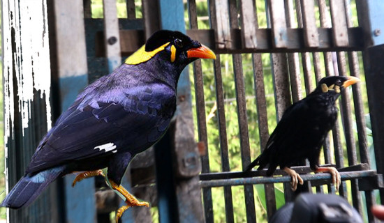 बासस्थानको अभावमा हराउँदै सुगा र मैना