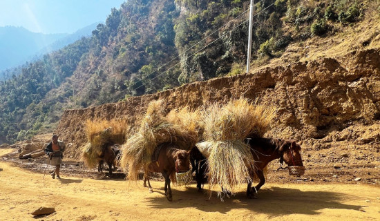 गाउँमा मोटर गुड्न थालेपछि घाँस र मल बोक्छन् खच्चड