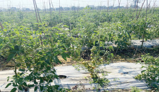 कृषिमन्त्रीको लोभलाग्दो गोलभेँडा खेती