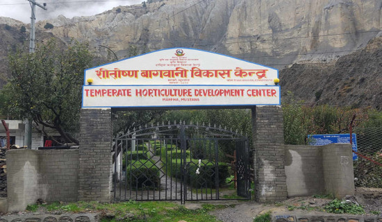 शीतोष्ण हावापानीका फलफूल जोगाउने प्रयासमा मार्फा