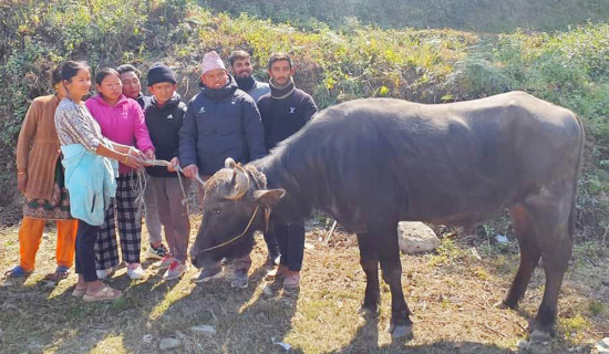 ताप्लेजुङमा ल्याइयो मुर्रा राँगा