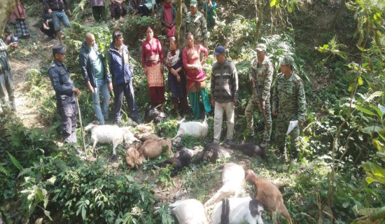 बाघले १९ वटा खसी–बाख्रा मार्‍यो