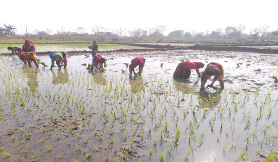 हिउँदे धान लगाउने चटारो