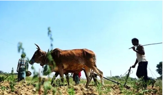 सुरक्षित आवासको पर्खाइमा मुक्त हलिया