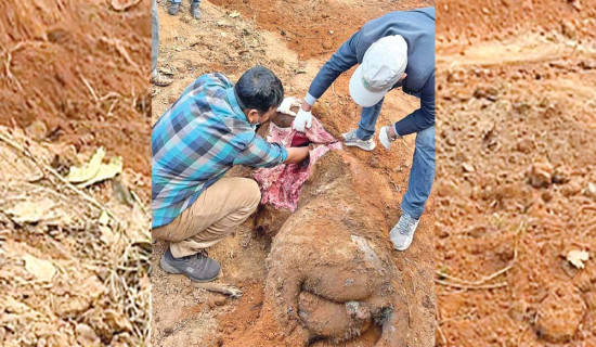 पुरिएको पाटेबाघ निकालेर पोस्टमार्टम