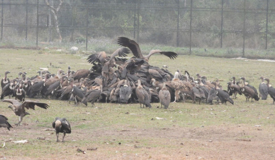 लोपोन्मुख गिद्ध संरक्षणमा चासो