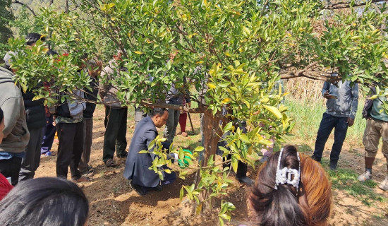 उत्पादन बढाउन सुन्तला बोटको उपचार