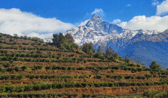 माछापुच्छ्रे हिमाल