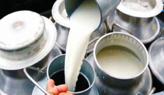 तराईबाट २० हजार लिटर दूध खरिद गरिँदै