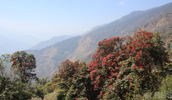 टोड्केमा ढकमक्क लालीगुराँस फुलेपछि .....