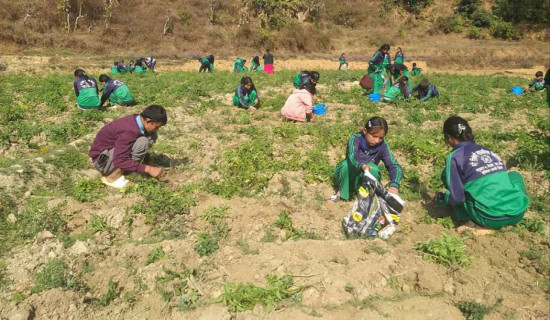 सामुदायिक विद्यालयका विद्यार्थी पढ्दै कमाउँदै