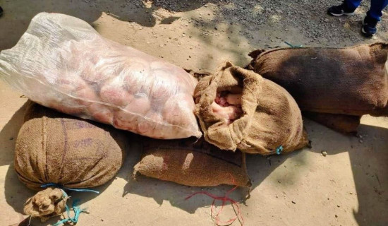 २९१ किलो अवैध ब्रोइलर कुखुराको मासु बरामद