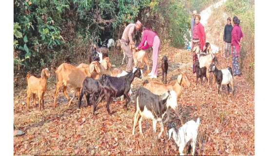 एक लाख छत्तिस हजार भेडाबाख्रालाई खोप