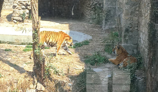 देशभरका खोरमा १९ समस्याग्रस्त बाघ, ‘टाइगर जु’ बनाउन विज्ञको सुझाव