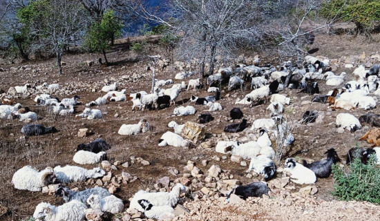 भेडाबाख्रामा पिपिआर रोकथाम गर्न अभियान