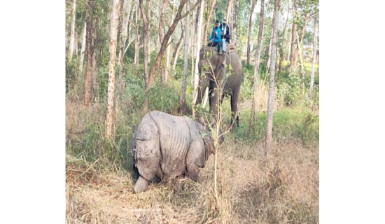 गैँडा आन्तरिक स्थानान्तरणको तयारी